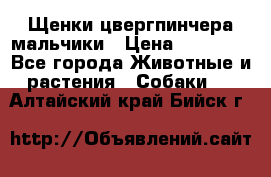 Щенки цвергпинчера мальчики › Цена ­ 25 000 - Все города Животные и растения » Собаки   . Алтайский край,Бийск г.